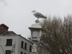 Sea gull on the Ha'penny Bridge in Dublin