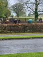 The Irish National Stud, a thoroughbred horse breeding facility in Tully, Kildare, Ireland