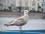 Sea gull in Llandudno