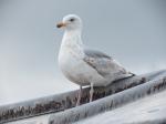 Sea gull in Llandudno