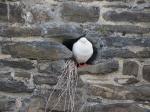 A bird nesting in the wall of Conwy Castle