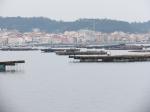 Commercial mussel, oyster, and scallop farming in the Rías Baixas