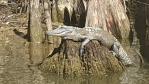 Swamp tour: Alligator