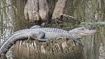 Swamp tour: Alligator